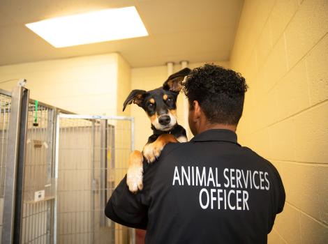 Person wearing an animal services officer shirt holding a small dog or puppy backwards over his shoulder in a kennel area
