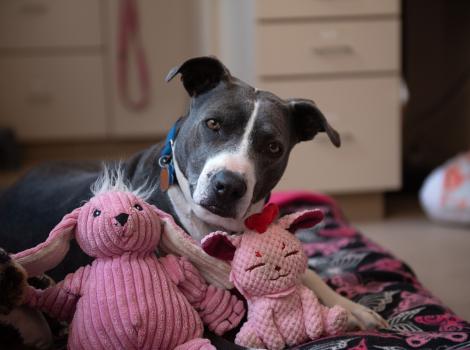 Ahoy the gray and white pit bull type dog surrounded by pink plush toys