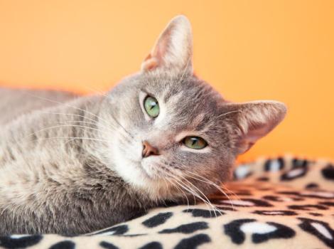 Gray tabby cat lying on a leopard print blanket in front of an orange wall