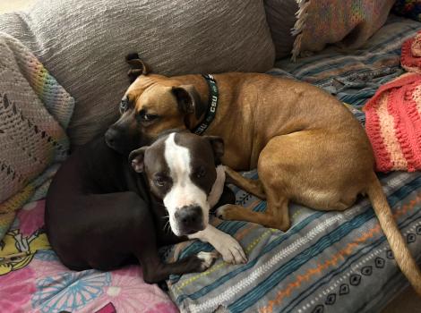 Nigel the dog snuggling with another dog on a couch