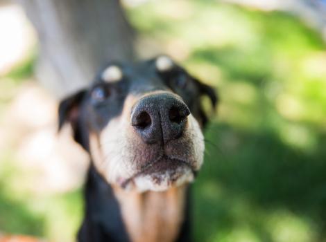 Close-up of the nose of a dog