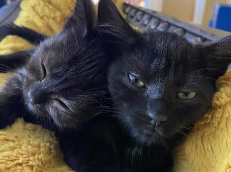 Gigi and Nosh the kittens snuggling together