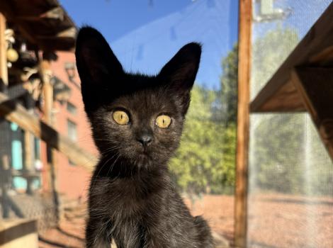 Nosh the kitten outside on a catio