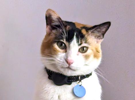 Nova the calico cat wearing a collar with a blue tag