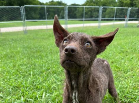Jeremiah the puppy outside in the grass