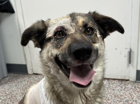 Oakley the dog with mouth wide in a smile