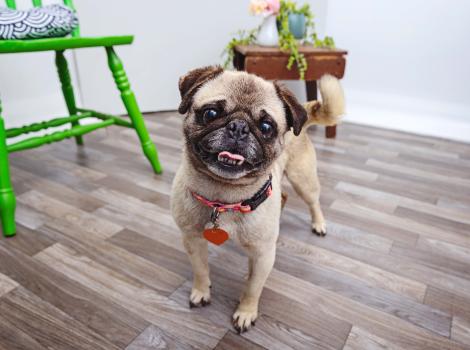 Pug in a home environment