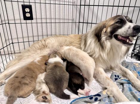 Te Fiti the mama dog lying down nursing her puppies