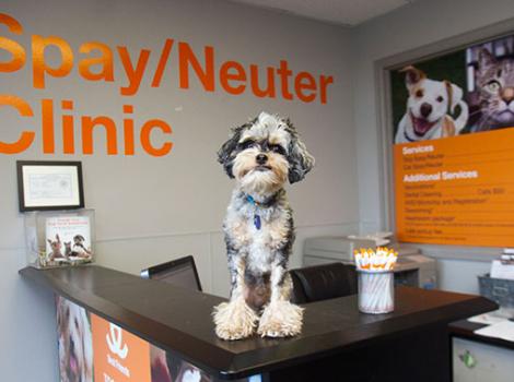 Spay Neuter Clinic in Orem, UT