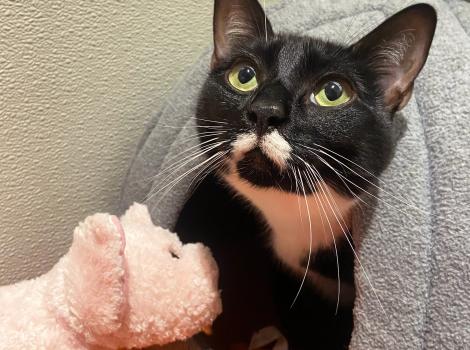 Oreo the cat peeking out of an enclosed cat bed, next to a stuffed pig