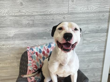 Oreo the dog smiling and sitting in a chair