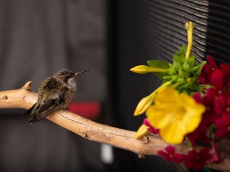 The baby hummingbird on a branch next to some flowers