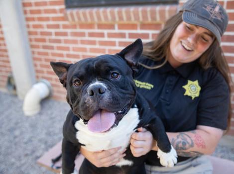 Happy black and white dog whose tongue is out on the lap of an animal control officer