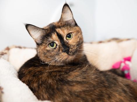 Pancake the tortoiseshell cat lying in a bed