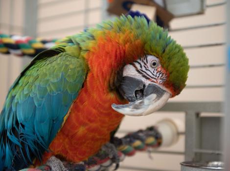 Jupiter, a macaw from Parrot Garden at Best Friends Animal Sanctuary