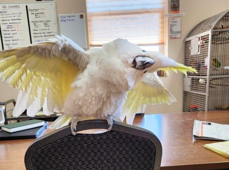 Tilly the sulfur-crested cockatoo with wings outspread and head cocked to the side