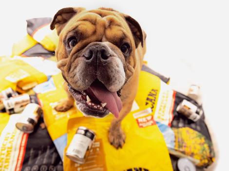 Ozzie the bulldog on a big pile of Acana pet food