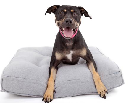 Happy black and tan dog lying on a gray cushion