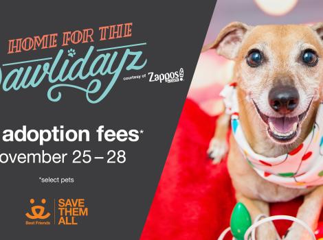 Zappos.com & Best Friends Animal Society Team Up to Save 9,000 Lives Over Holiday Weekend