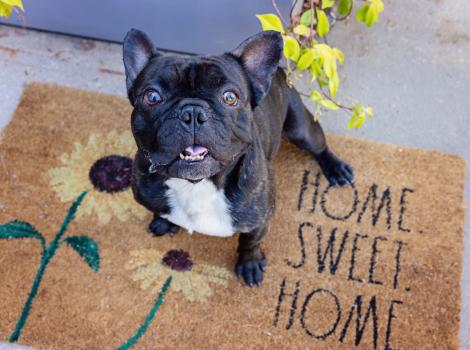 Pawrie the French bulldog on a Home Sweet Home doormat