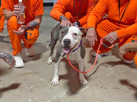 Pearl the dog surrounded by people wearing orange prison jumpsuits