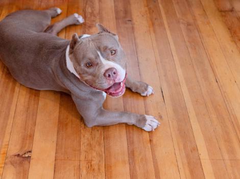 Smiling pit-bull-type dog lying on a wood floor