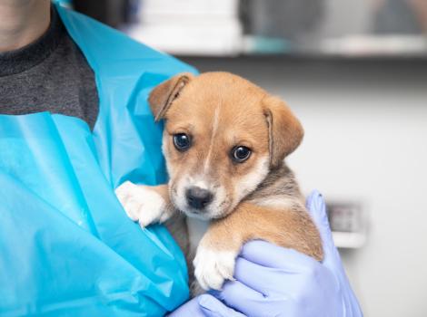 Person in protective gear holding a small brown and white puppy