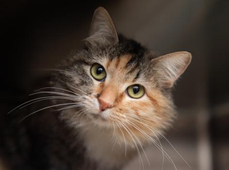 Face of Pepperoni, a medium-hair calico cat