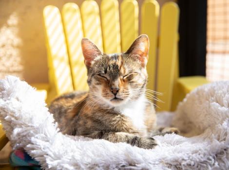 Persia the cat sitting with her eyes closed on a yellow chair covered in a fluffy bed