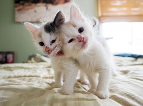 foster kittens