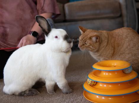 Peter the rabbit nose-to-nose with an orange tabby cat, beside an orange rolling ball cat toy