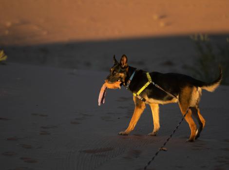 Pharaoh the dog on a sand dune with a toy in his mouth