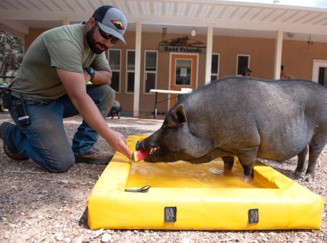 Person wearing a hat reaching down to feed some watermelon to a pig in a small yellow pool