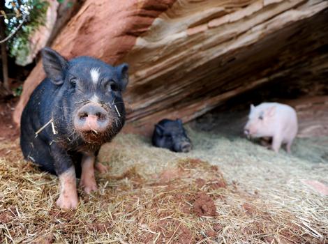 One pig looking at the camera with two other pigs in the background in a cave