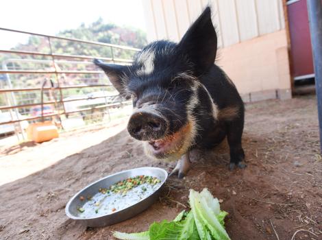 Petunia the pig with her mouth open with a food bowl and some lettuce in front of her