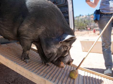 Smitty the pig walking down a ramp following the training ball on a stick