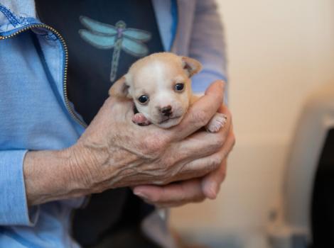 Person holding Pioneer the puppy in her hands