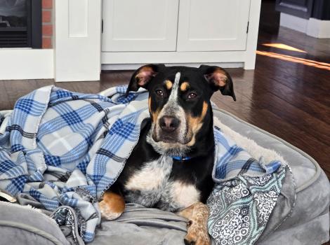 Pixie the dog on a dog bed under a blue plaid blanket