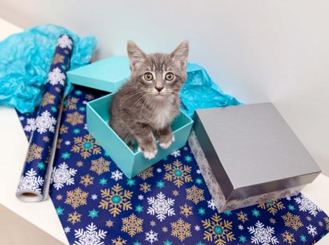 Gray kitten standing in a blue box surrounded by wrapping paper