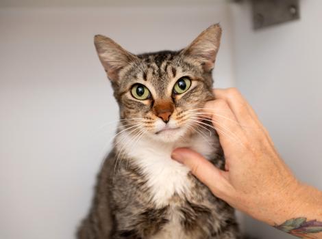 Pluto the cat being petted on the neck by a person's hand