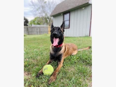 Pocket the dog in a yard with a toy ball