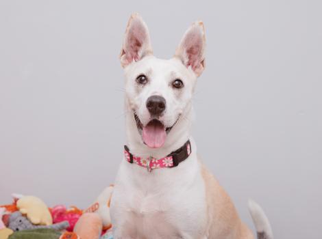 Happy dog whose tongue is out beside some plush toys