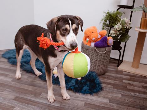 Dog with a stuffed ball in her mouth