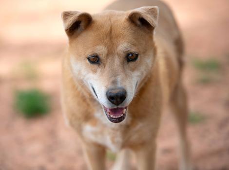 Prairie Dawn the dog outside