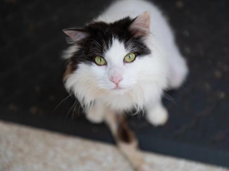 Precious the black and white cat