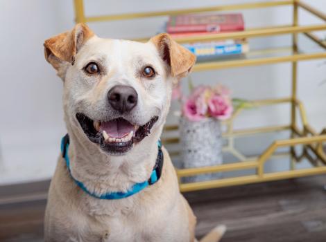 Smiling tan dog in front of a shelf