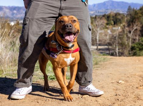 Orion the dog outside with a person standing over him