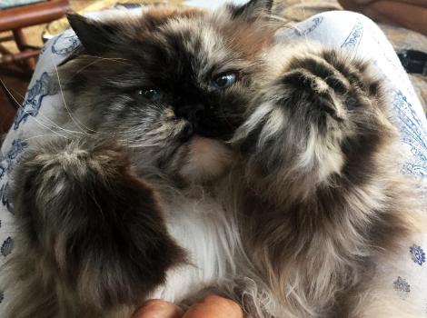 Prisscilla the cat lying on back for belly rub
