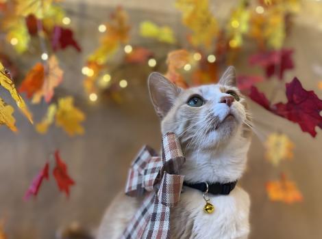 Pumpkin the cat wearing an autumnal colored bow surrounded by fall-colored leaves