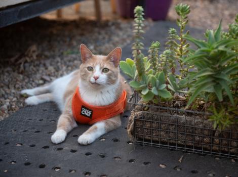 Pumpkin the cat wearing a harness and lying next to some plants in the greenhouse